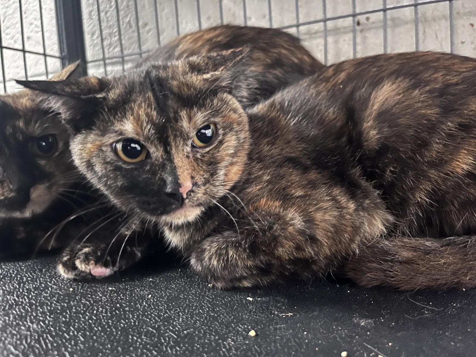 Enlarge Bubbles, a Adoptable Domestic Short Hair in Carrollton, GA image 3/3