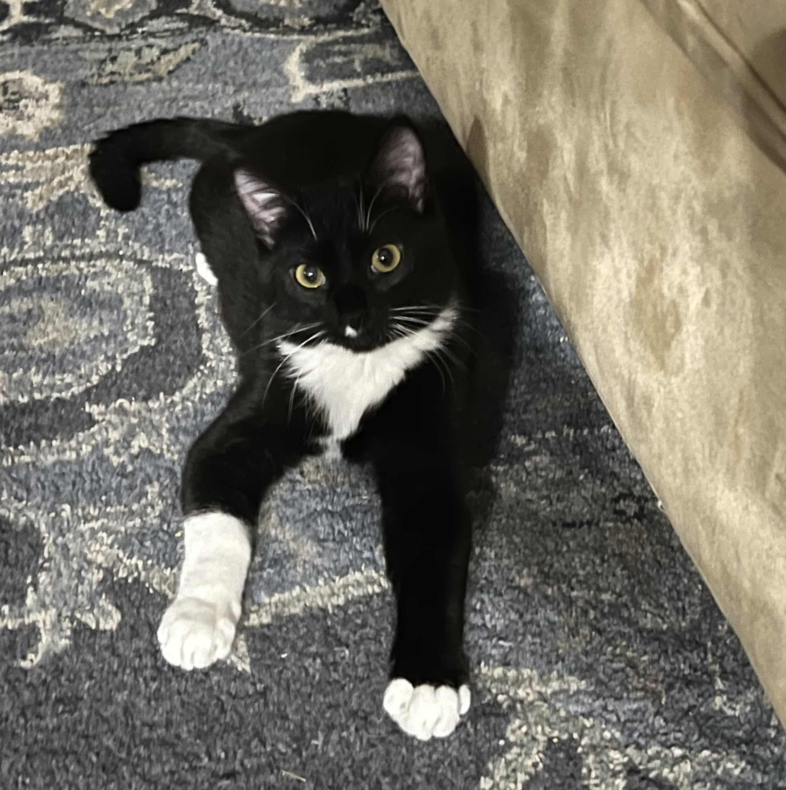 Enlarge Penguin, a Adoptable Domestic Medium Hair in Blackfoot, ID image 1/1
