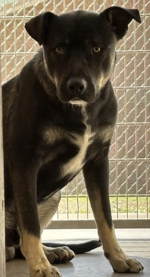 Enlarge Orion, a Adoptable mixed breed in Rio Rancho, NM image 1/1