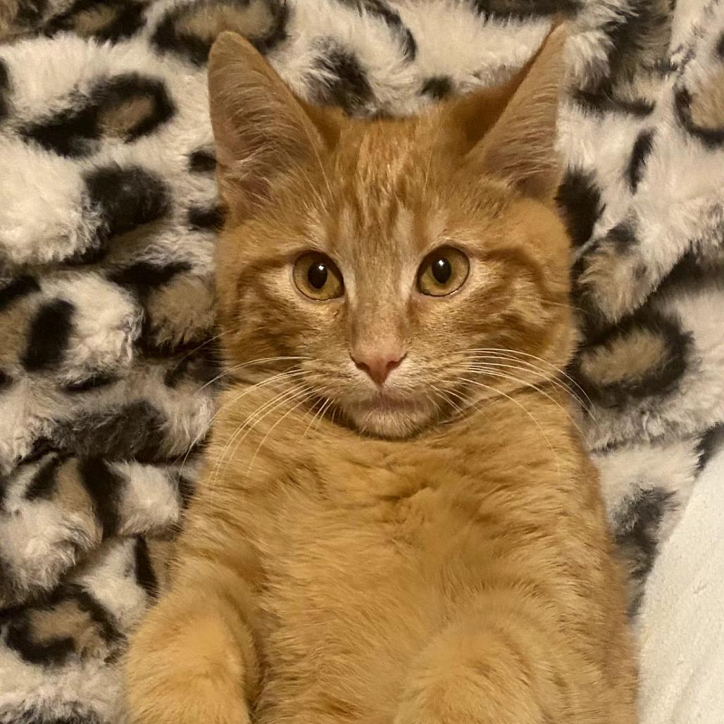 Enlarge Arturo, a Adoptable Domestic Medium Hair in Muncie, IN image 1/1