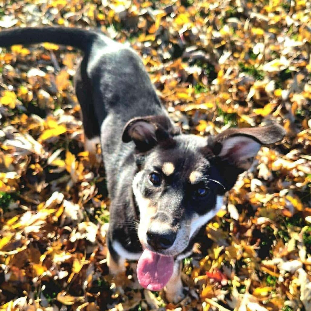 Maggie, Adoptable, Young Female Shepherd & Coonhound.