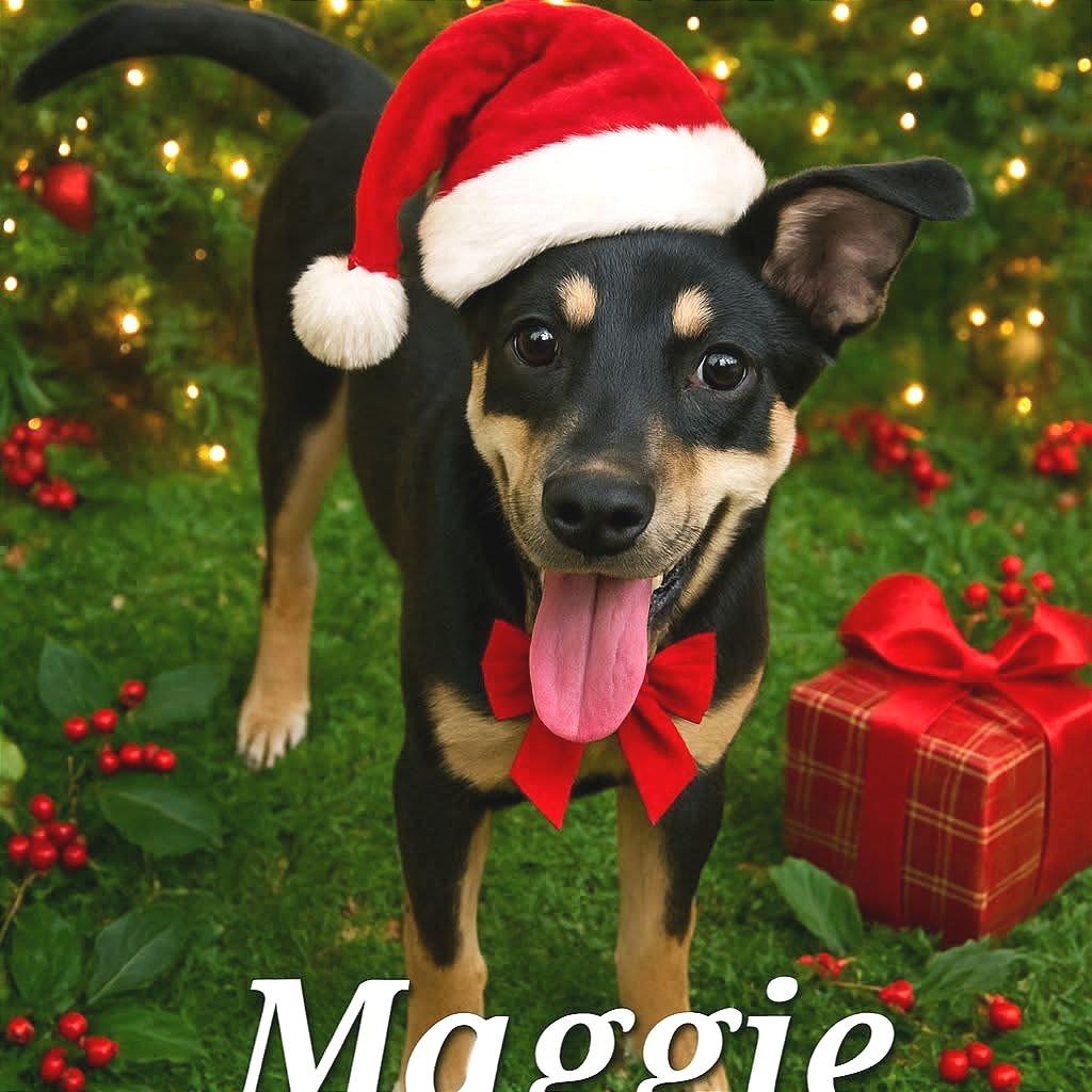 Enlarge Maggie, a Adoptable mixed breed in TONASKET, WA image 2/3