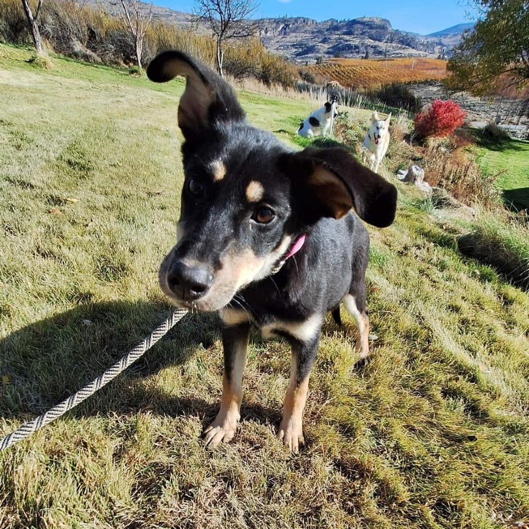 Enlarge Maggie, a Adoptable mixed breed in TONASKET, WA image 3/3