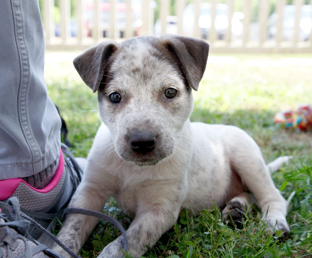 Devlyn, a Adoptable mixed breed in Murray, KY image 1/6