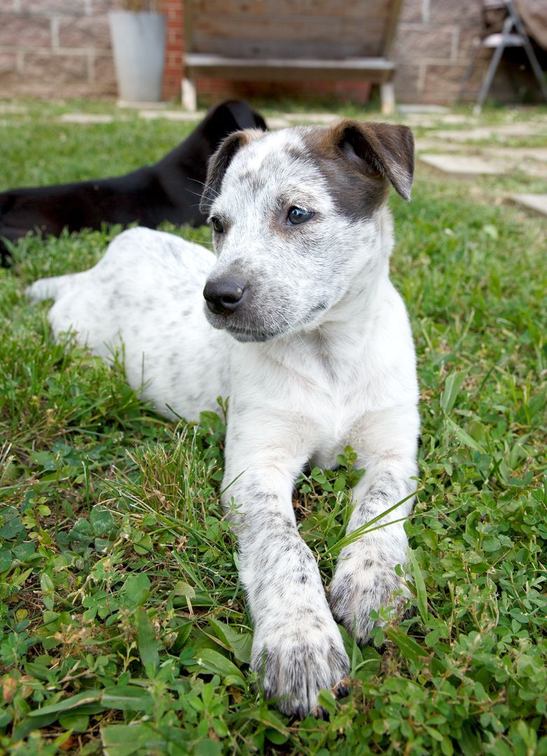 Devlyn, a Adoptable mixed breed in Murray, KY image 2/6