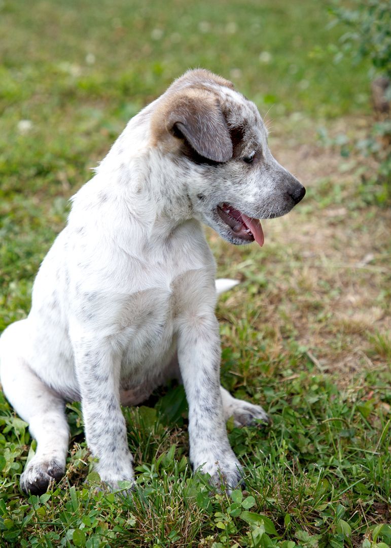 Devlyn, a Adoptable mixed breed in Murray, KY image 3/6