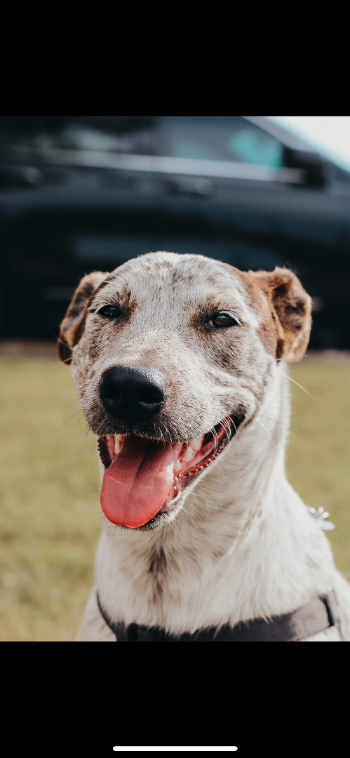 Devlyn, a Adoptable mixed breed in Murray, KY image 4/6