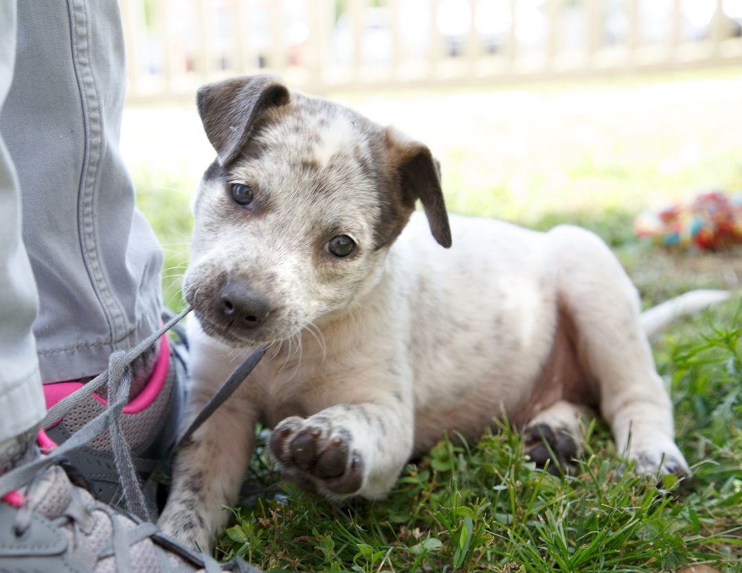 Devlyn, a Adoptable mixed breed in Murray, KY image 5/6