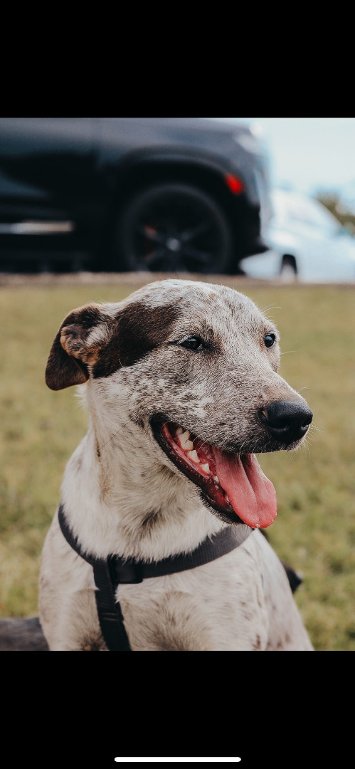 Devlyn, a Adoptable mixed breed in Murray, KY image 6/6