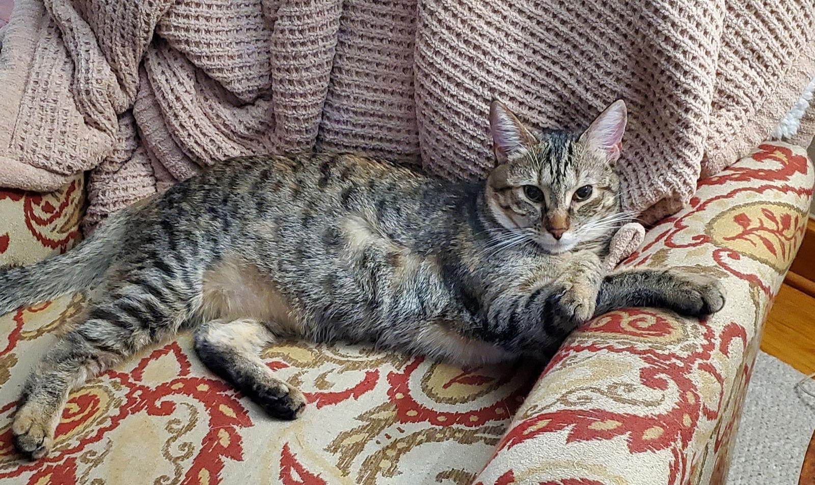 Enlarge Sweet Tart (pair with Sour Patch), a ADOPTABLE Domestic Short Hair in Sudbury, MA image 1/2