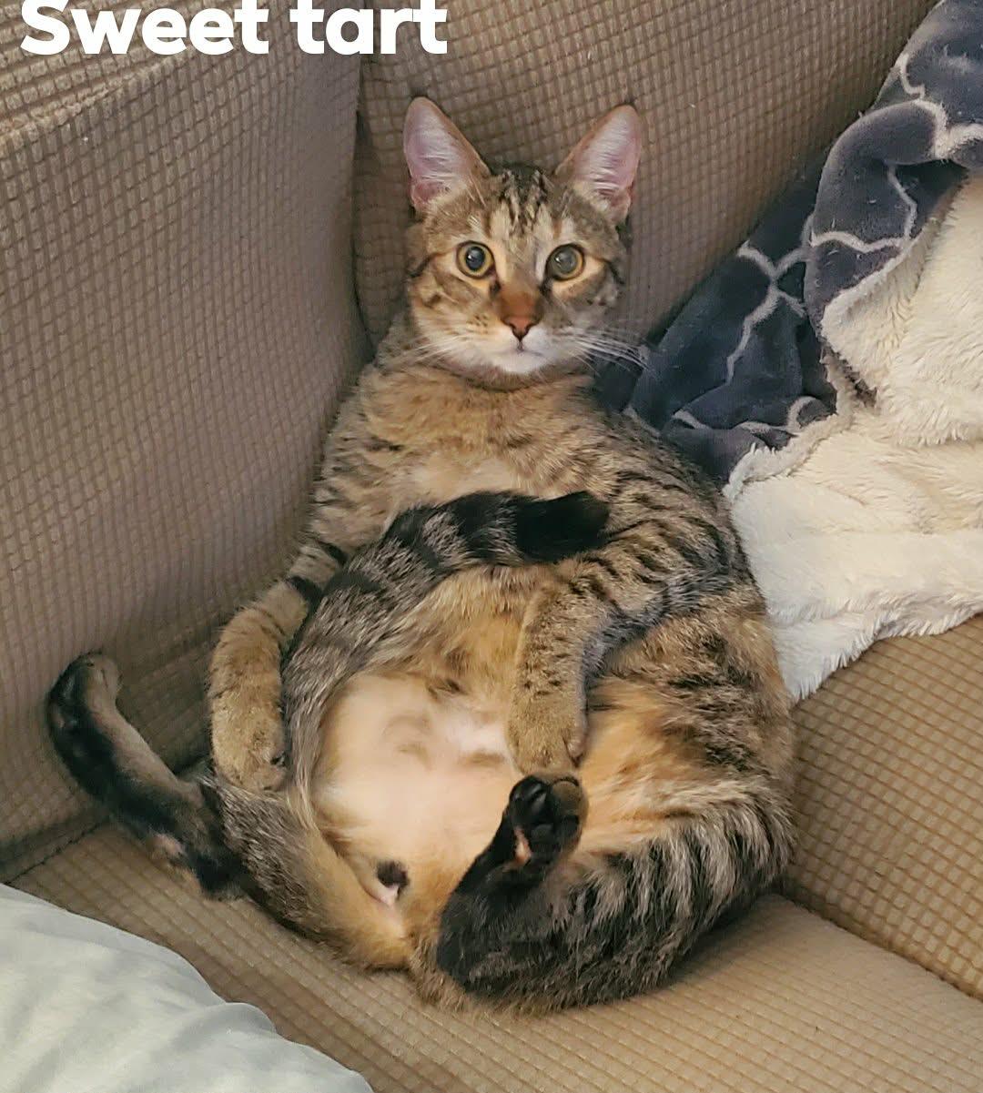 Enlarge Sweet Tart (pair with Sour Patch), a ADOPTABLE Domestic Short Hair in Sudbury, MA image 2/2