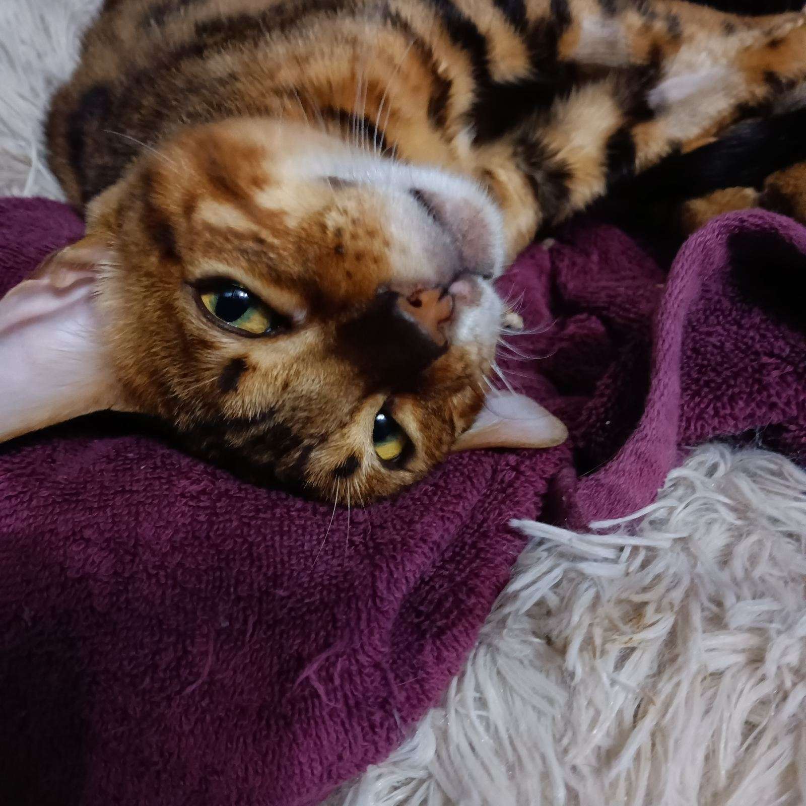 Enlarge Cinnamon, a Adopted Bengal in Waseca, MN image 1/1