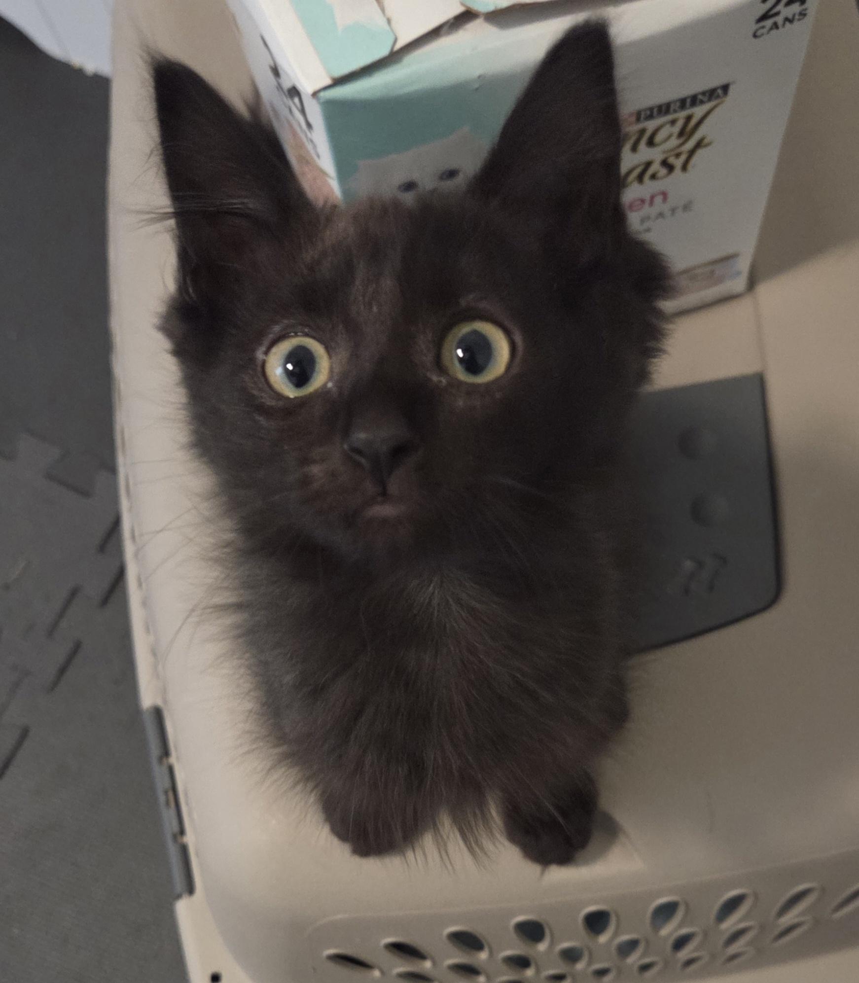 Beetlejuice, ADOPTABLE, Kitten Male Domestic Medium Hair.