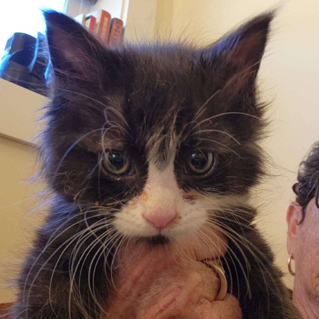 Moe, Adoptable, Kitten Male Domestic Long Hair.