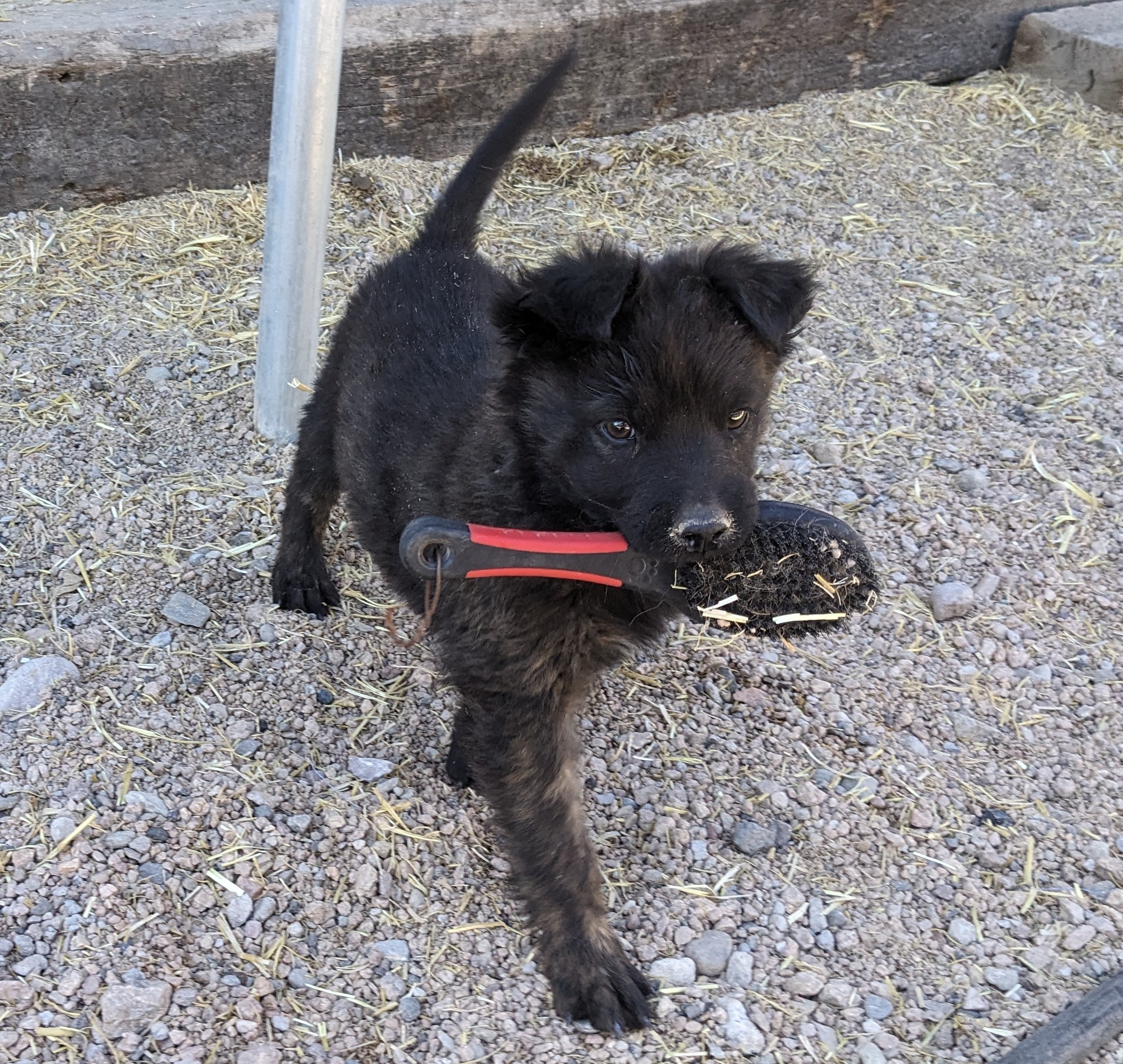 Taz, a Adoptable mixed breed in Golden Valley, AZ image 3/3