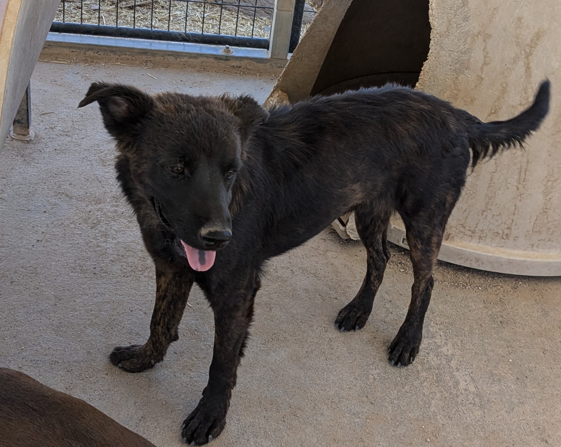 Taz, a Adoptable mixed breed in Golden Valley, AZ image 2/3