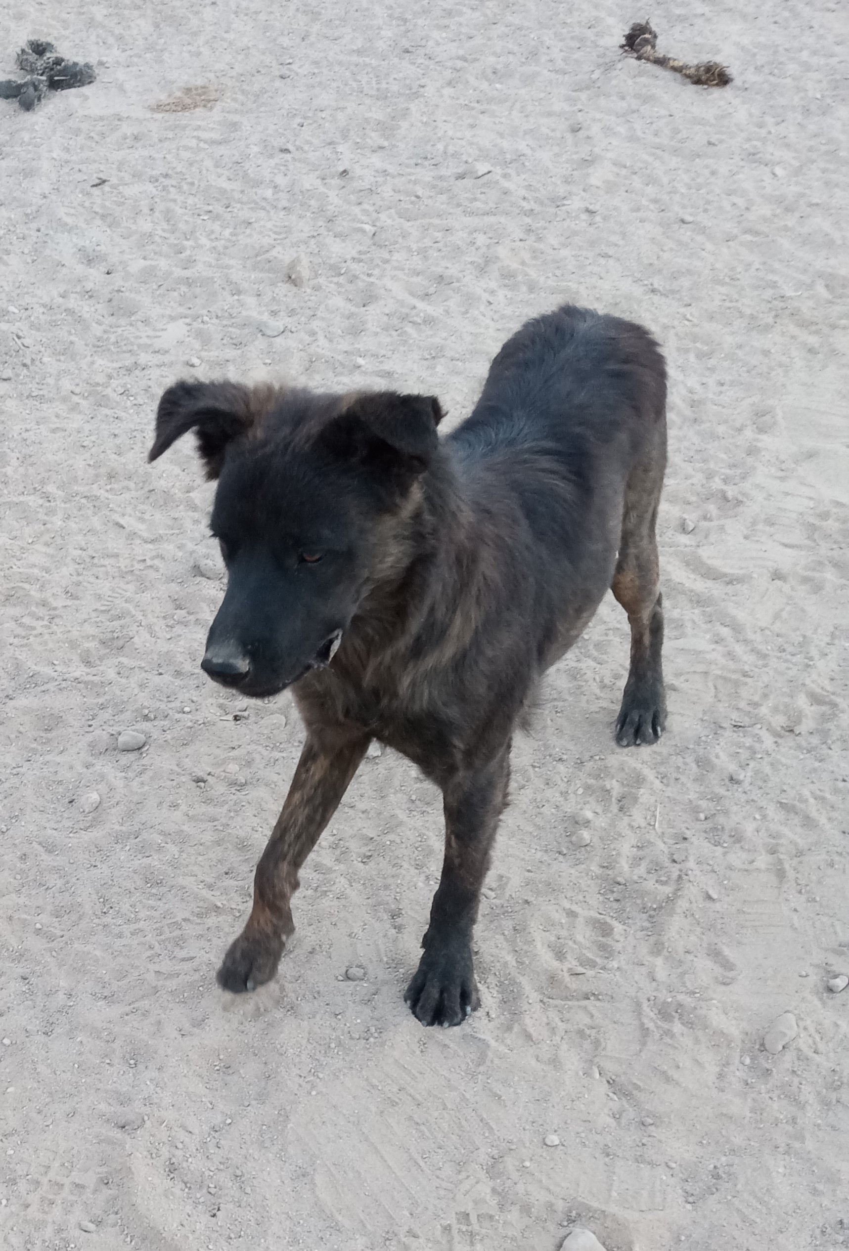 Taz, a Adoptable mixed breed in Golden Valley, AZ image 1/3