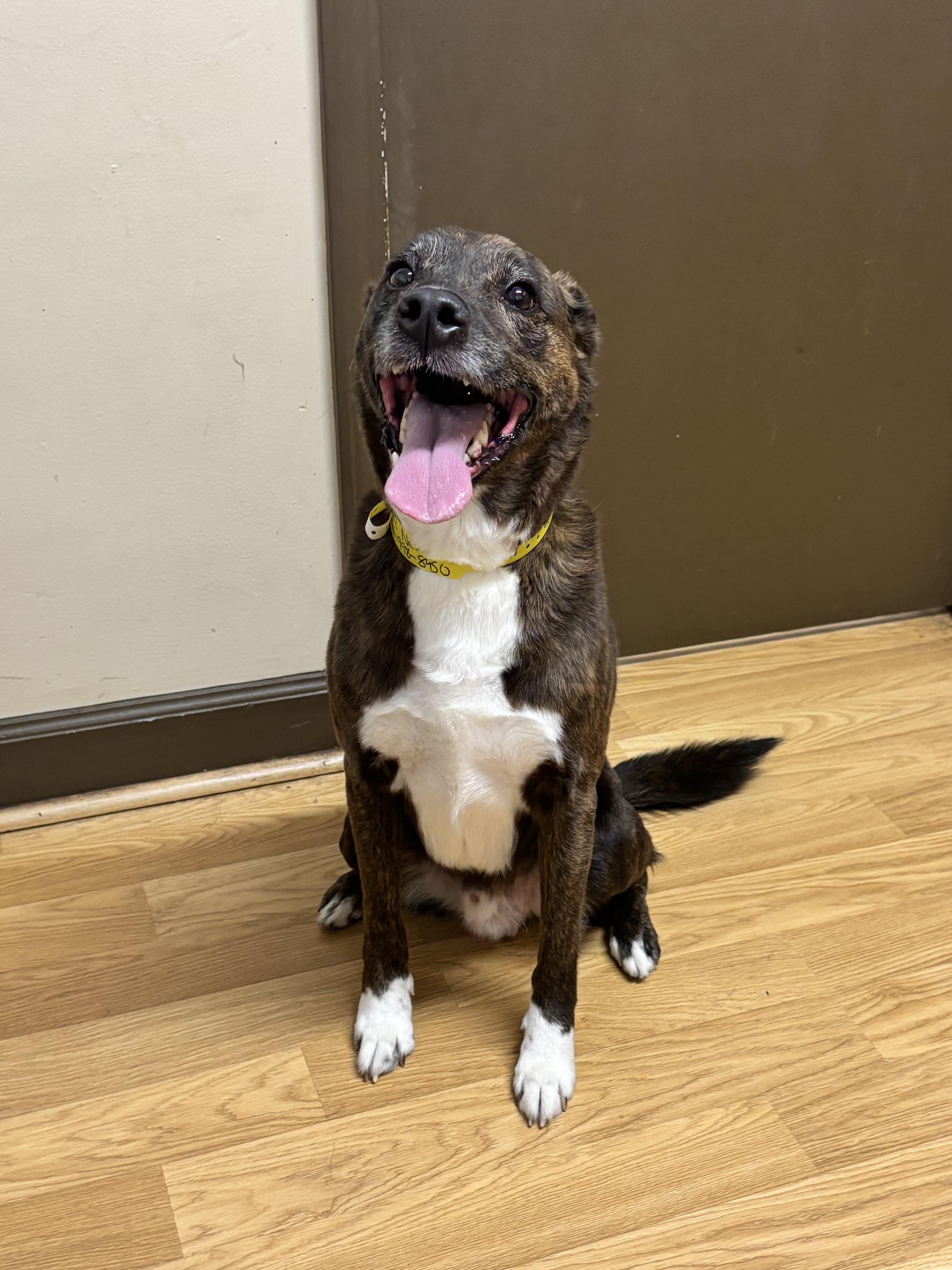 OZZIE -- VISIT ME AT VETERINARY MEDICAL CENTER, a ADOPTABLE mixed breed in Alpharetta, GA image 1/3