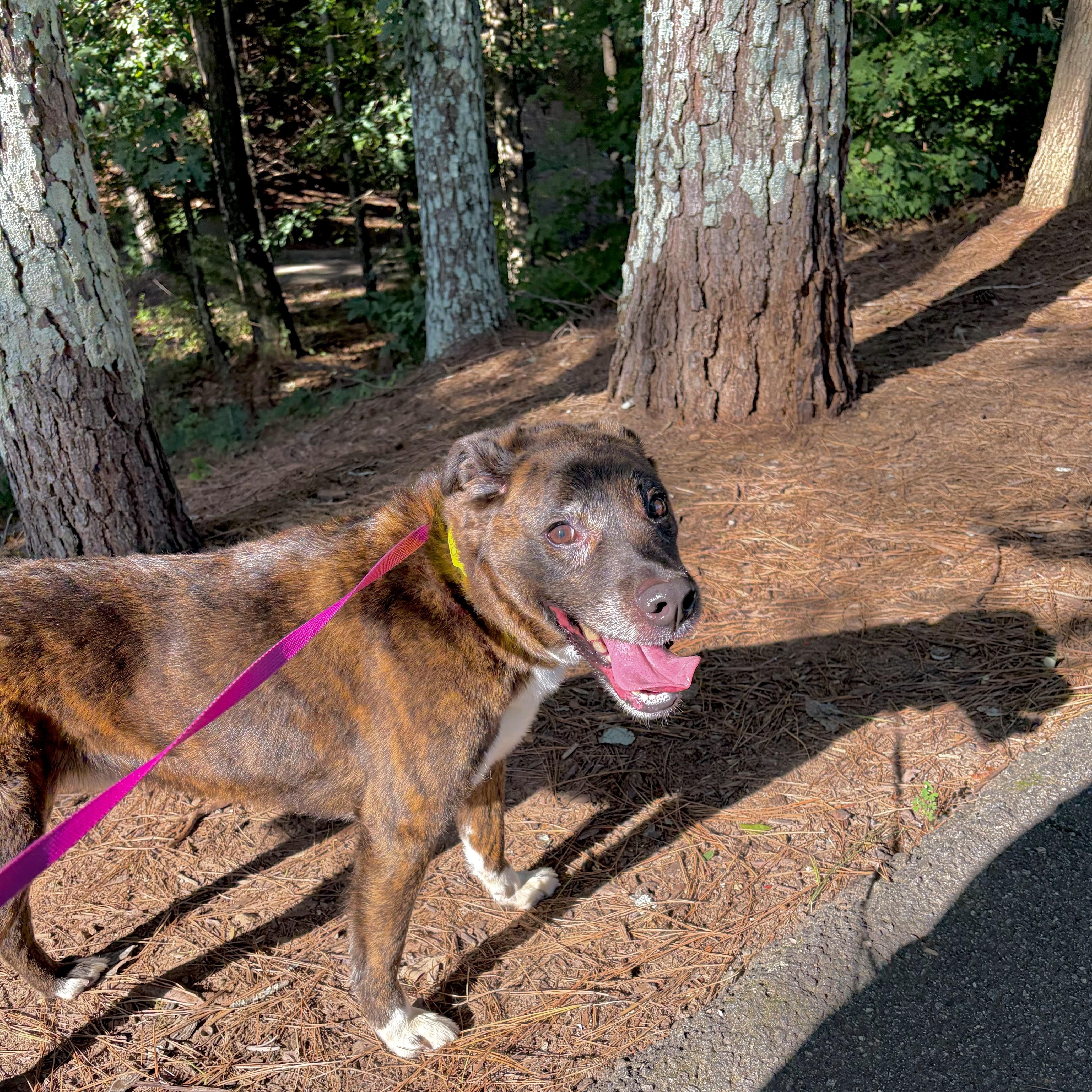 OZZIE -- VISIT ME AT VETERINARY MEDICAL CENTER, a ADOPTABLE mixed breed in Alpharetta, GA image 6/6