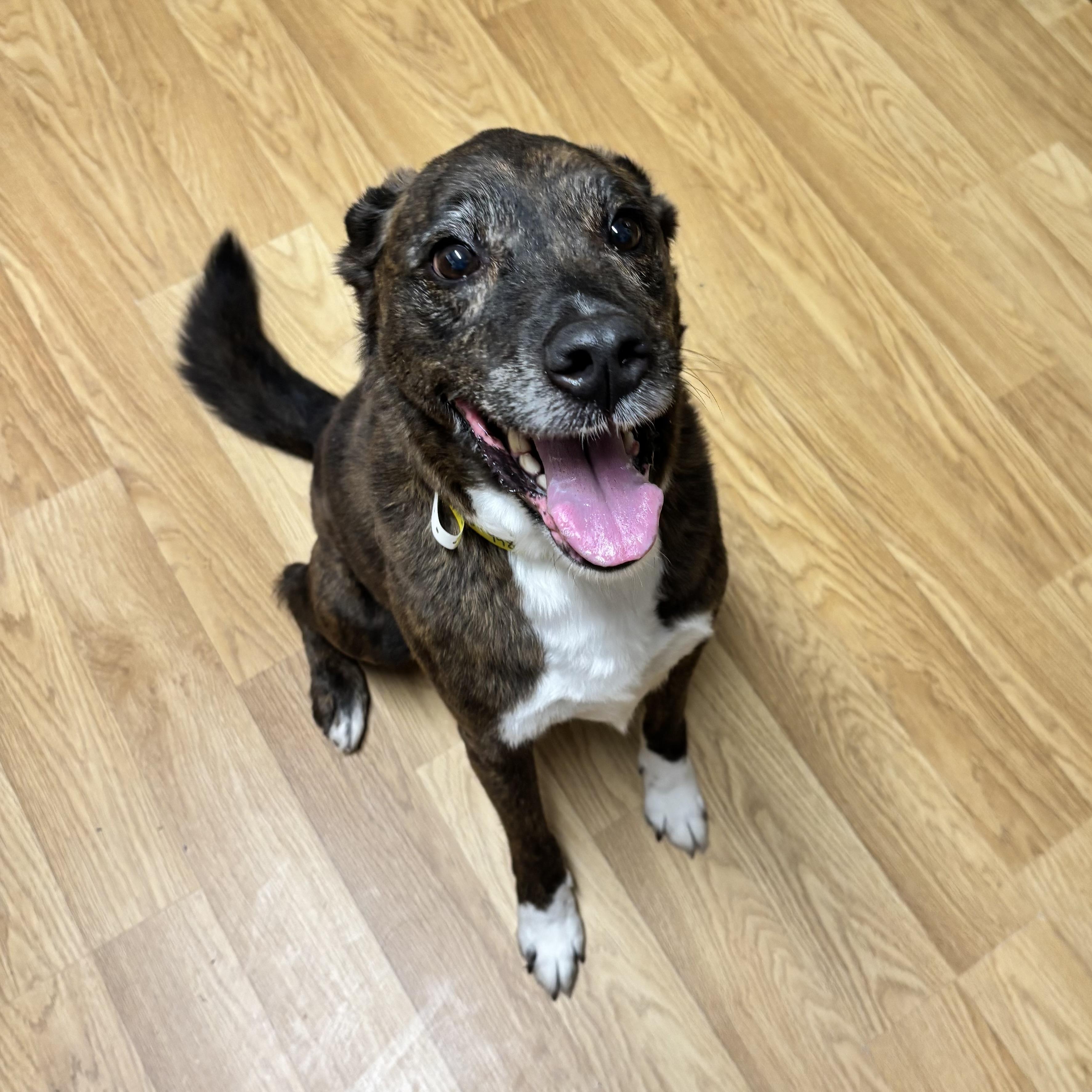 OZZIE -- VISIT ME AT VETERINARY MEDICAL CENTER, a ADOPTABLE mixed breed in Alpharetta, GA image 2/3