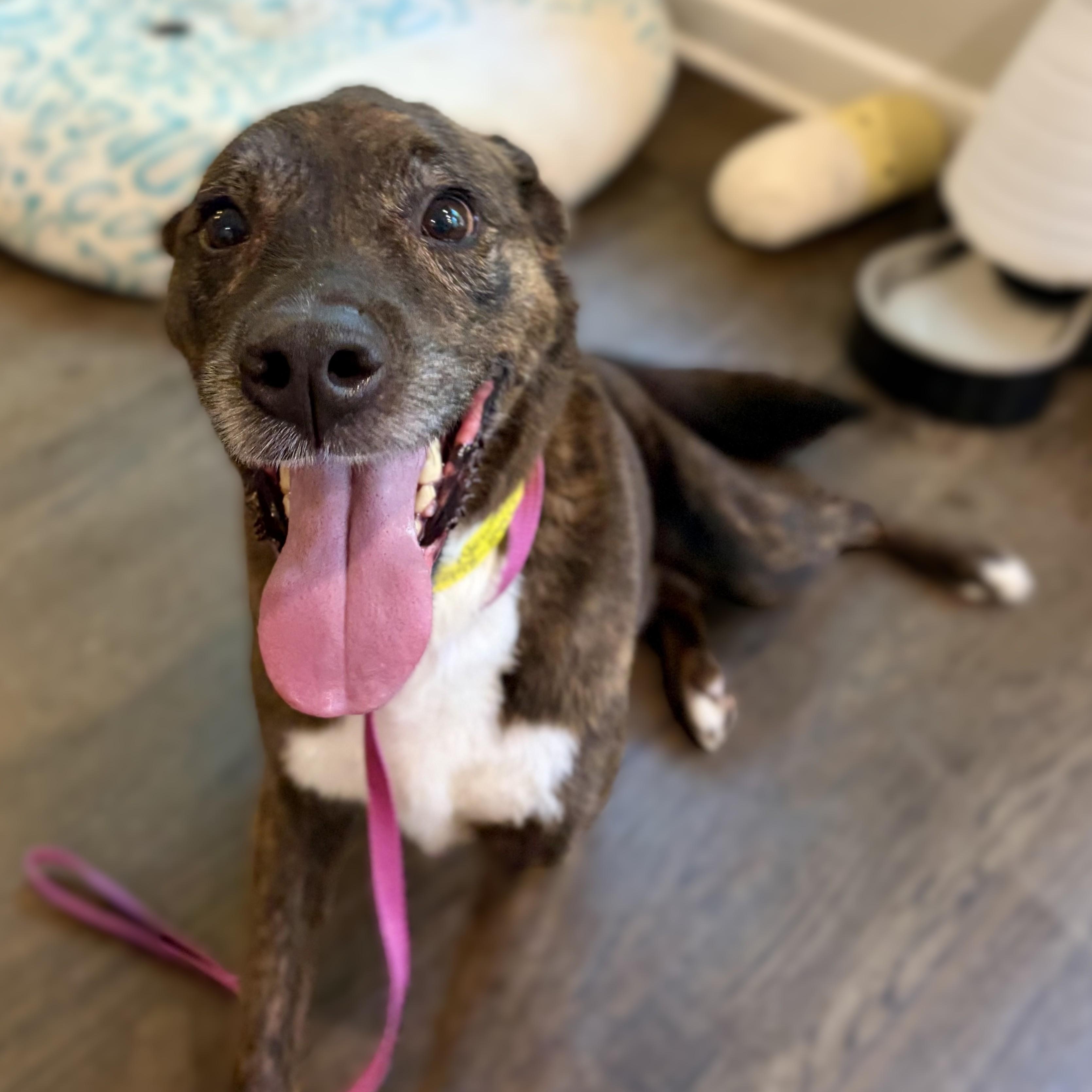 OZZIE -- VISIT ME AT VETERINARY MEDICAL CENTER, ADOPTABLE, Senior Male Mixed Breed.