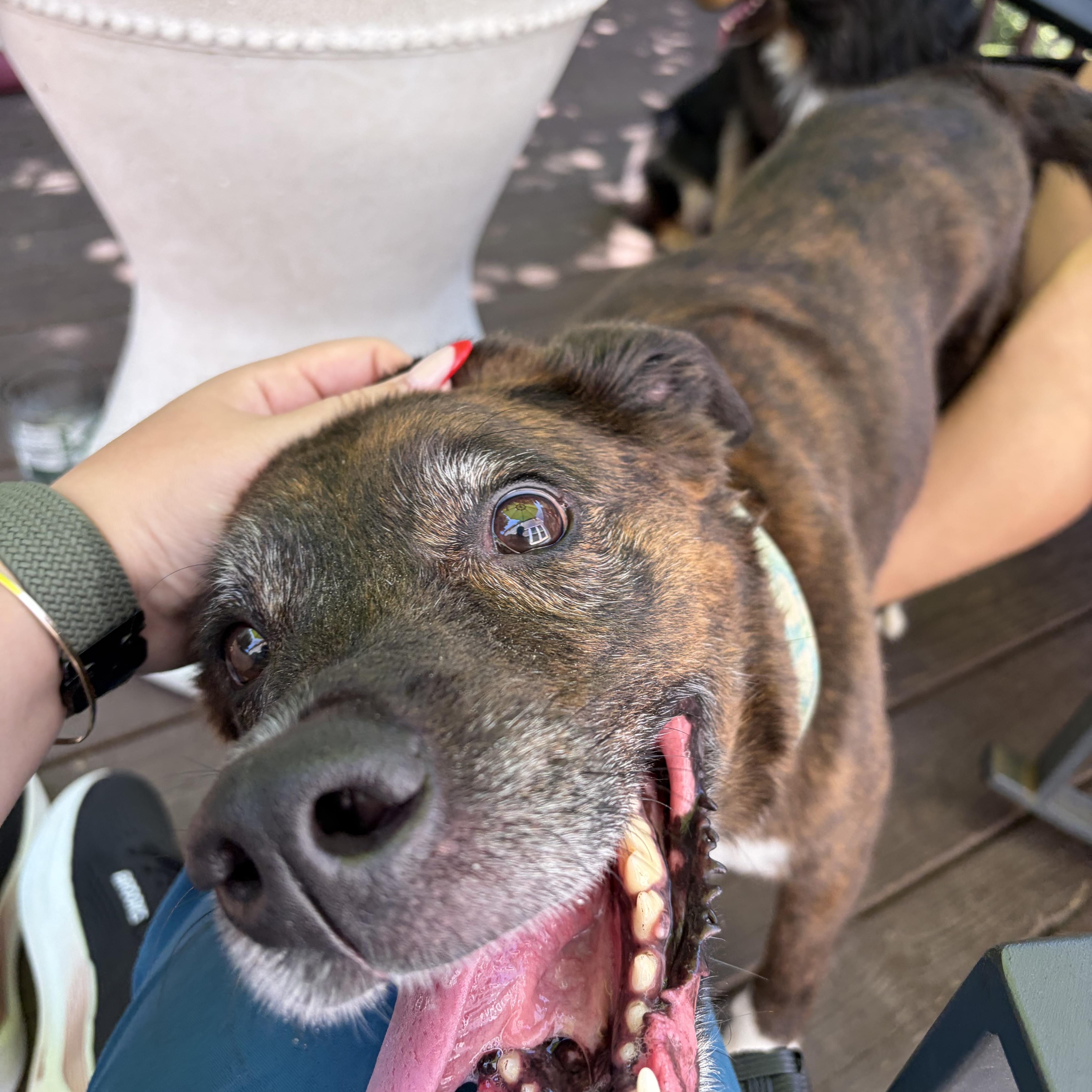 Enlarge Ozzie -- VISIT ME AT VETERINARY MEDICAL CENTER, a Adopted mixed breed in Alpharetta, GA image 4/6