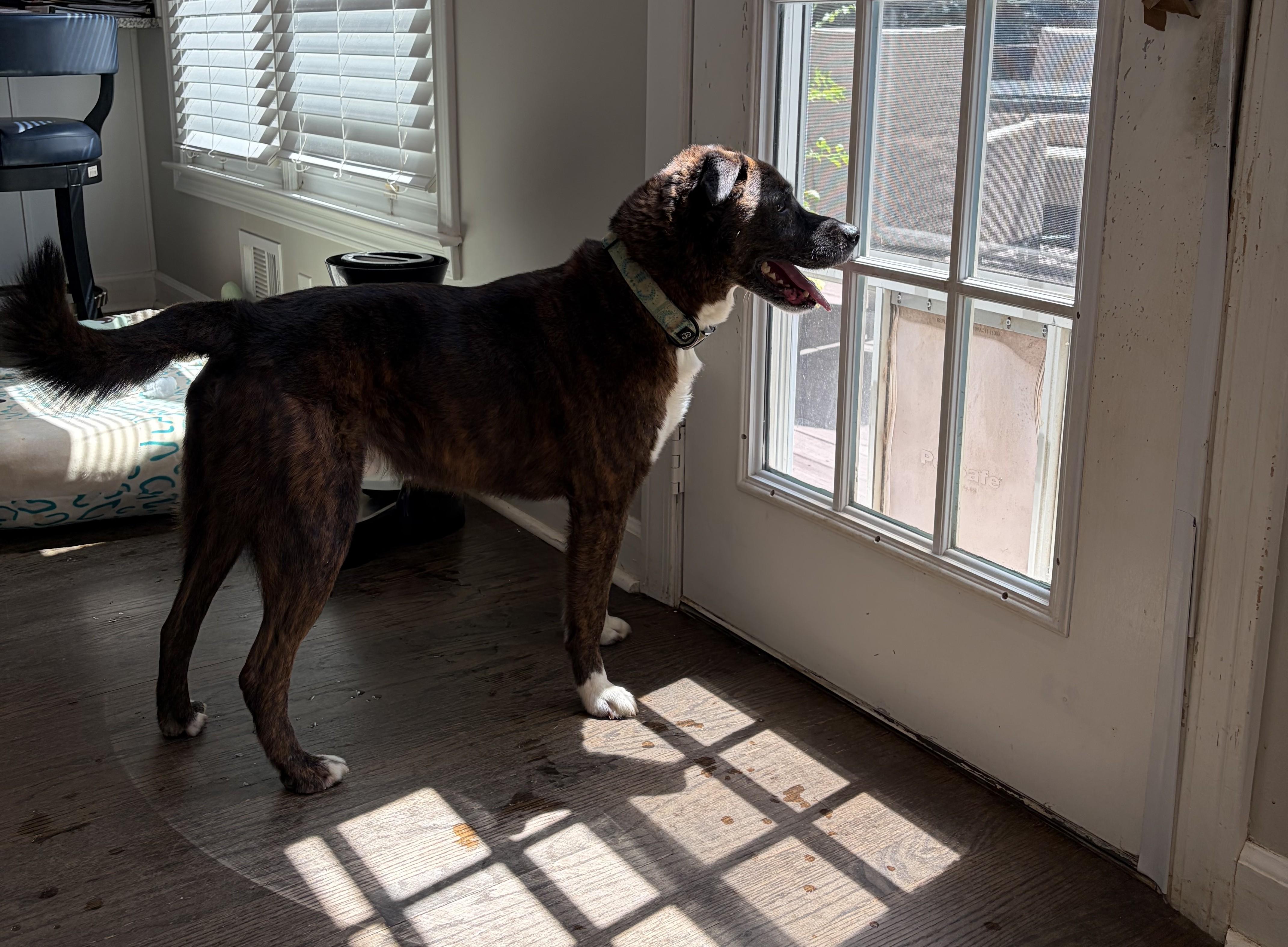 Ozzie -- VISIT ME AT VETERINARY MEDICAL CENTER, Adopted, Senior Male Mixed Breed.
