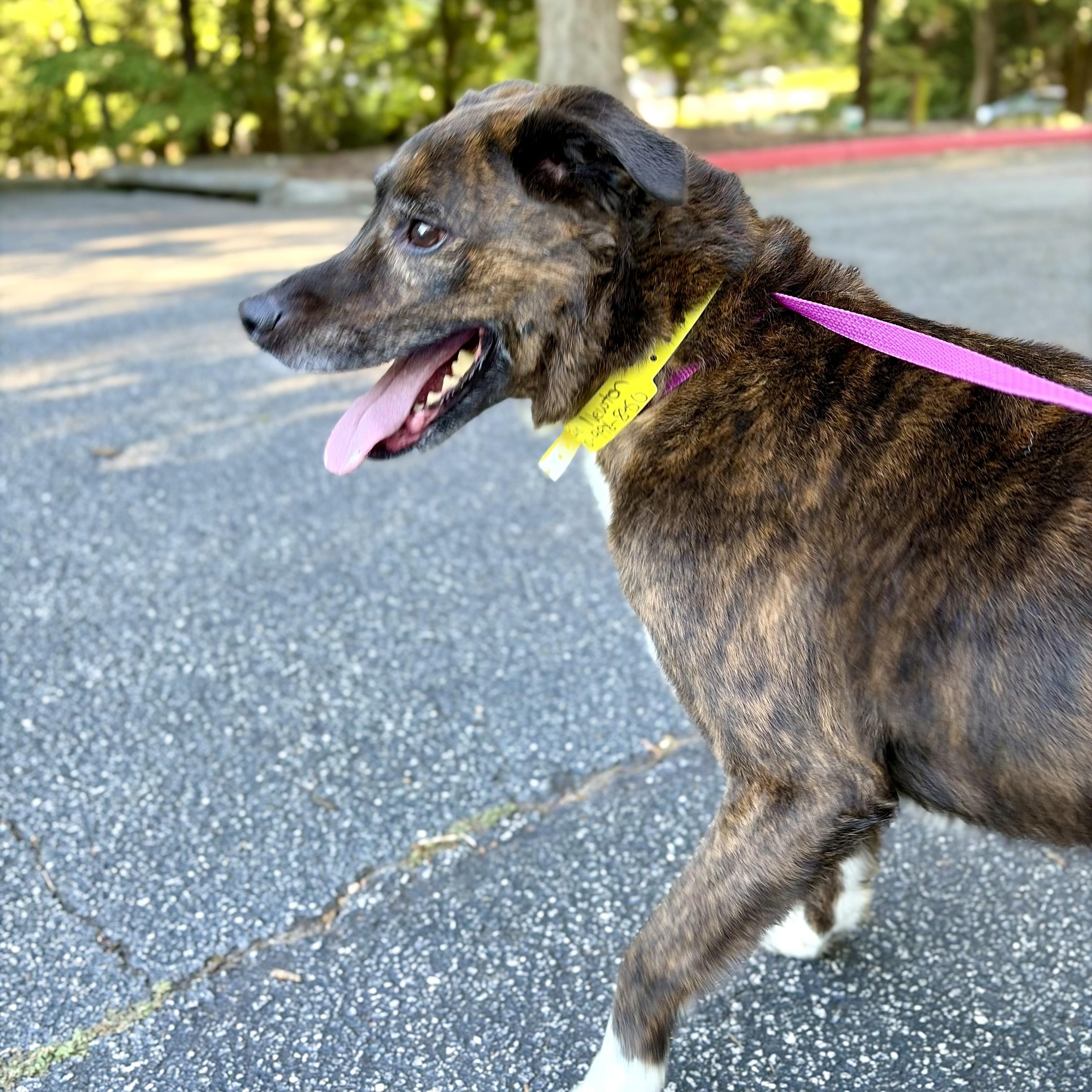 OZZIE -- VISIT ME AT VETERINARY MEDICAL CENTER, a ADOPTABLE mixed breed in Alpharetta, GA image 5/6