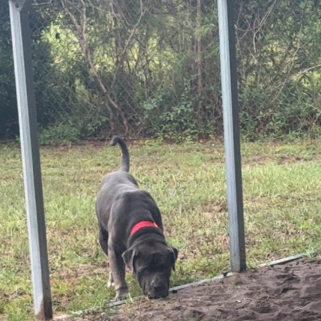 Enlarge Benson Boon, a Adoptable Cane Corso in Hinesville, GA image 1/6