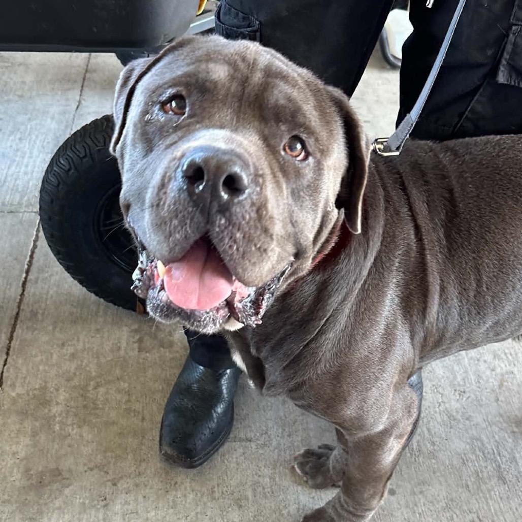 Enlarge Benson Boon, a Adoptable Cane Corso in Hinesville, GA image 2/6