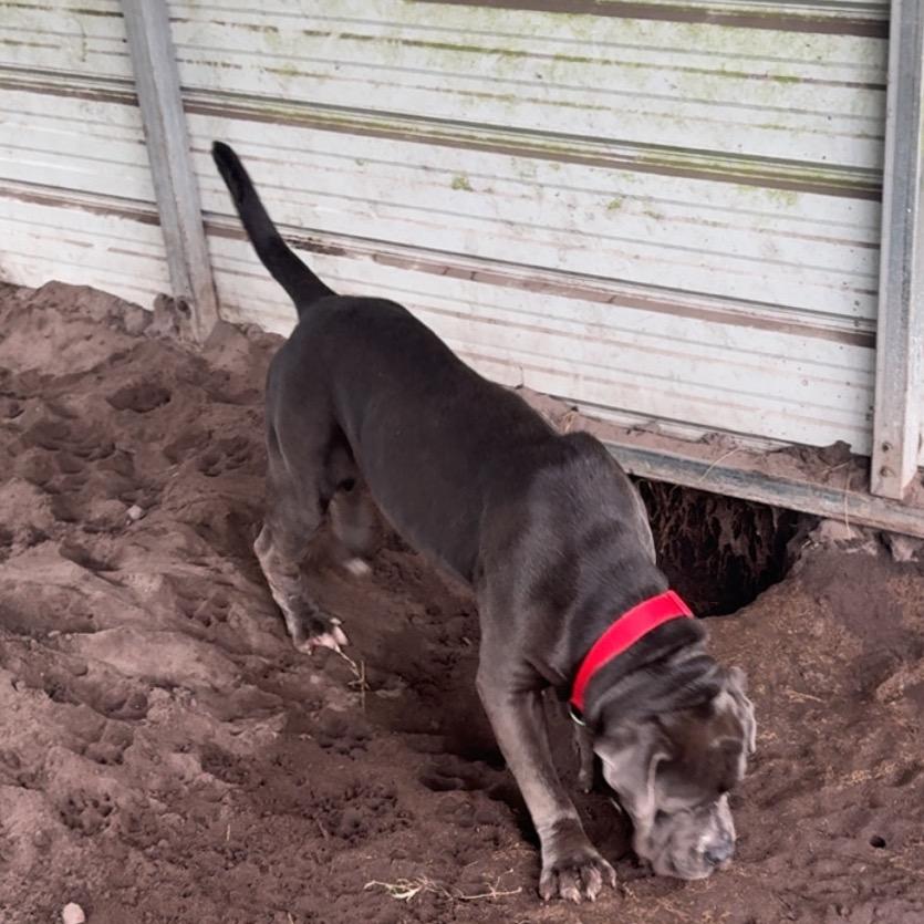 Enlarge Benson Boon, a Adoptable Cane Corso in Hinesville, GA image 3/6