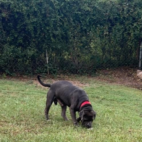 Enlarge Benson Boon, a Adoptable Cane Corso in Hinesville, GA image 6/6