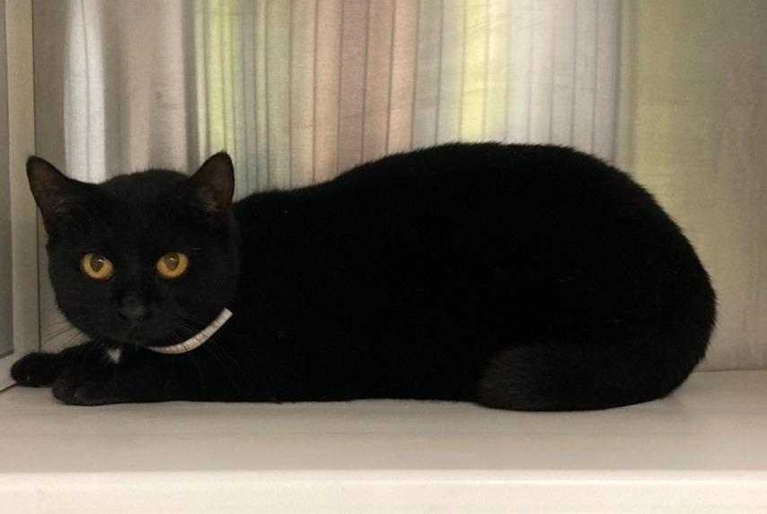 Dosey, Adoptable, Adult Female Domestic Short Hair.