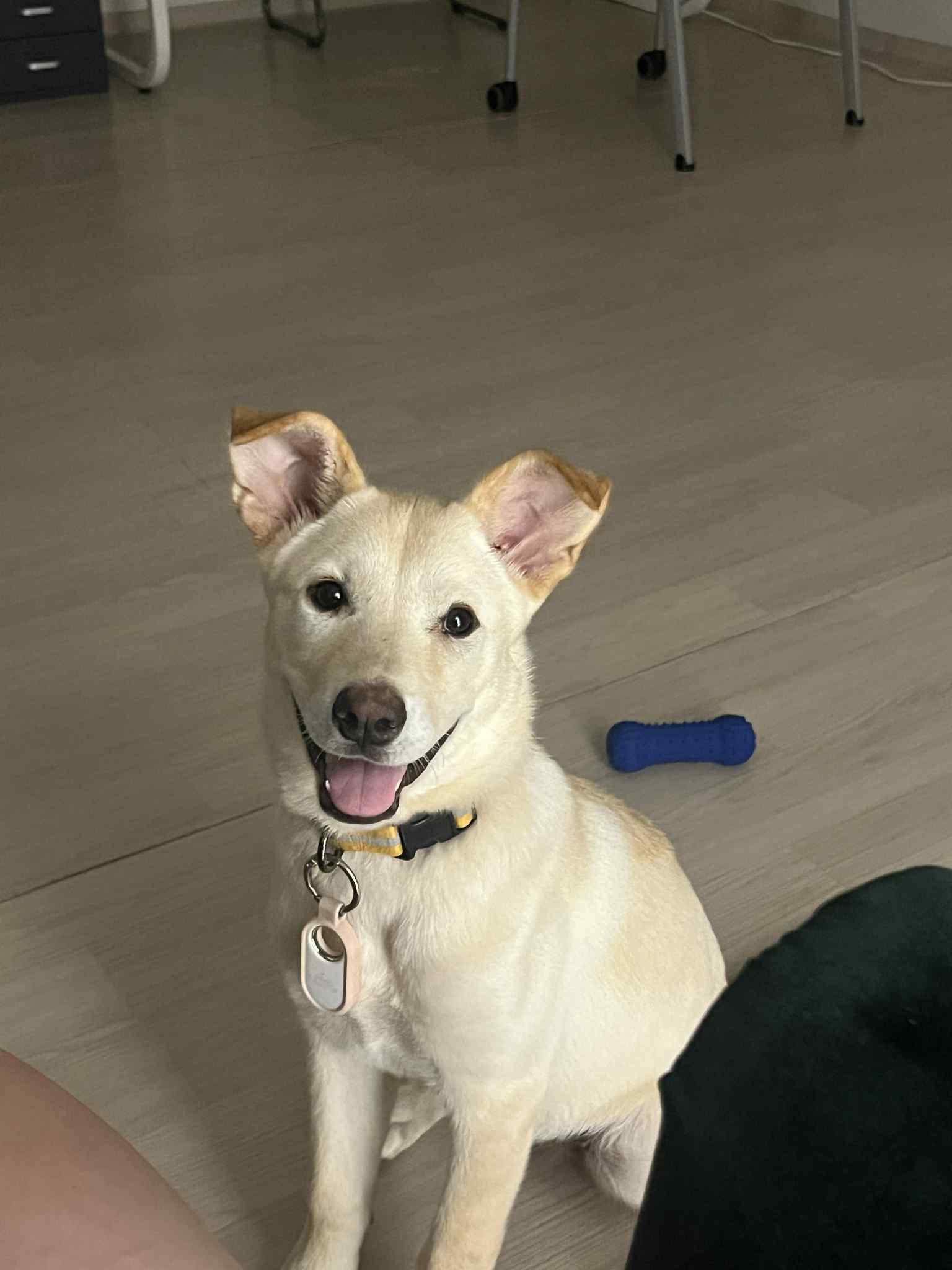 Soki, a Adoptable mixed breed in San Ramon, CA image 2/6