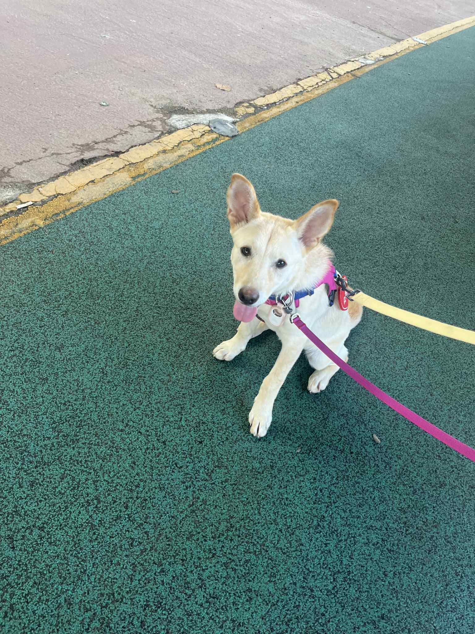 Soki, a Adoptable mixed breed in San Ramon, CA image 5/6