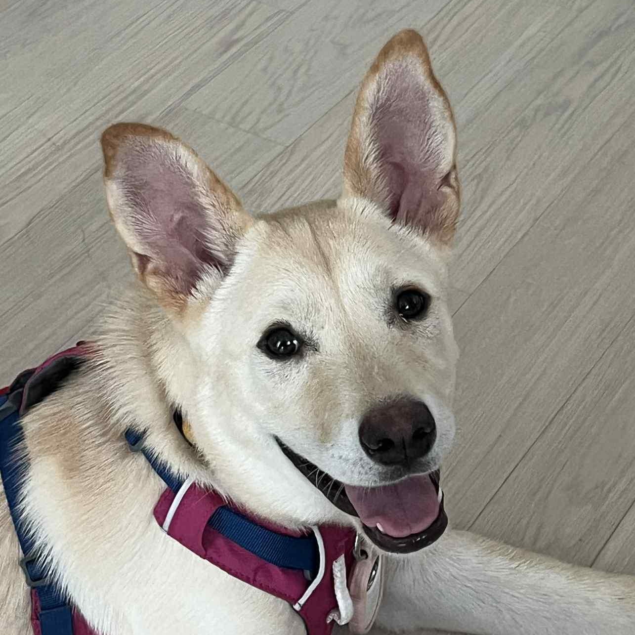 Soki, a Adoptable mixed breed in San Ramon, CA image 1/6