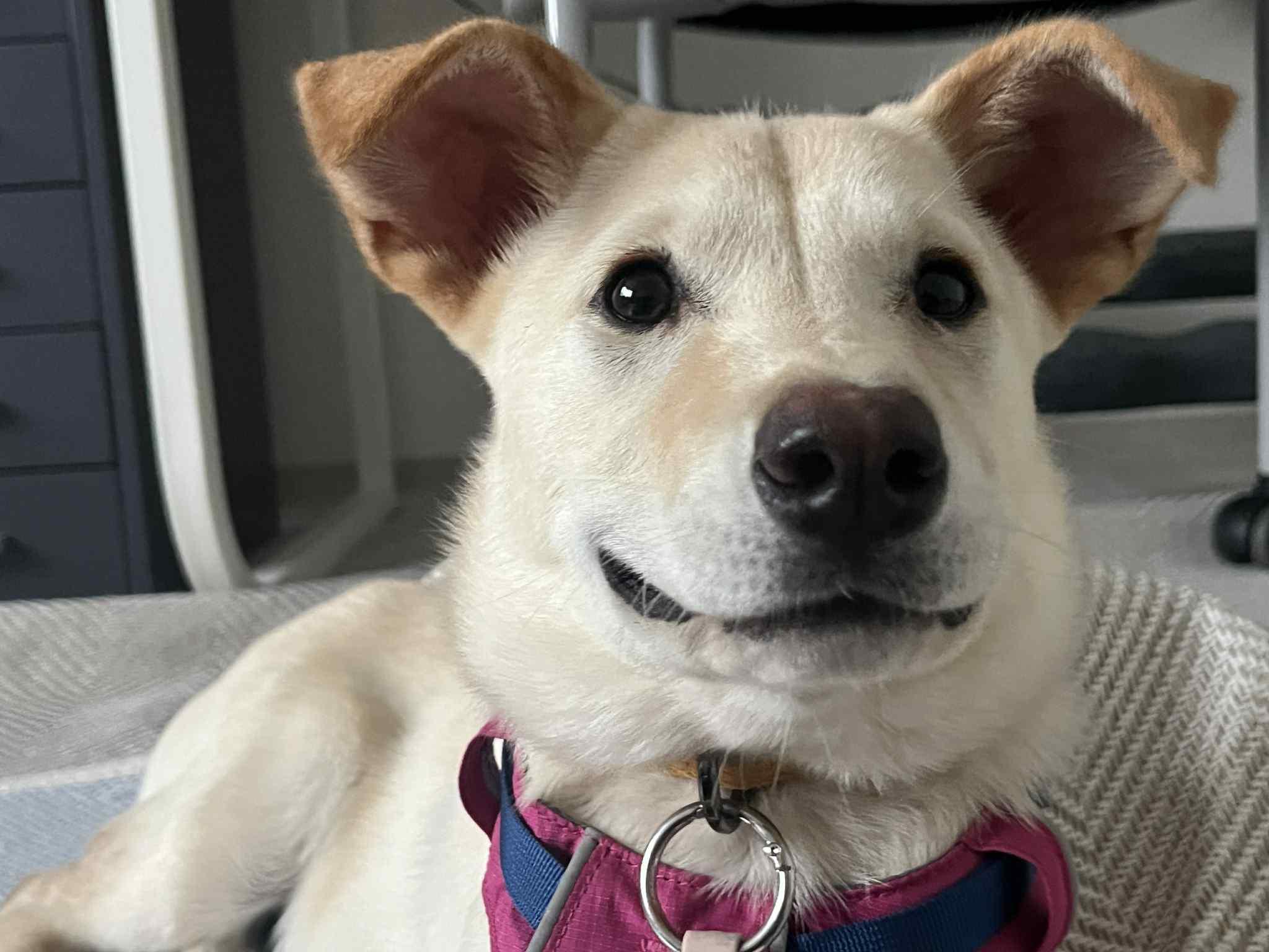 Soki, a Adoptable mixed breed in San Ramon, CA image 4/6