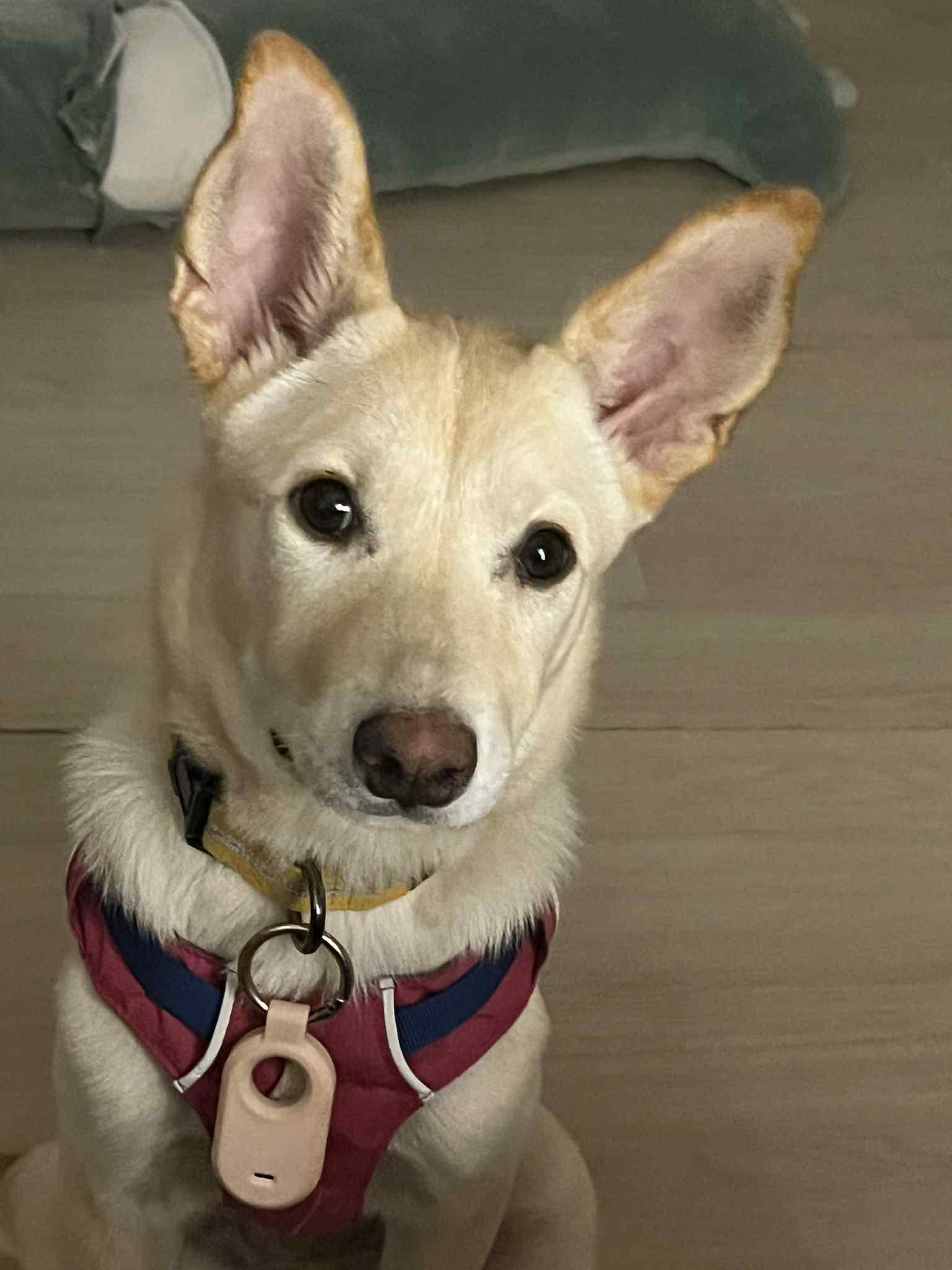 Soki, a Adoptable mixed breed in San Ramon, CA image 3/6