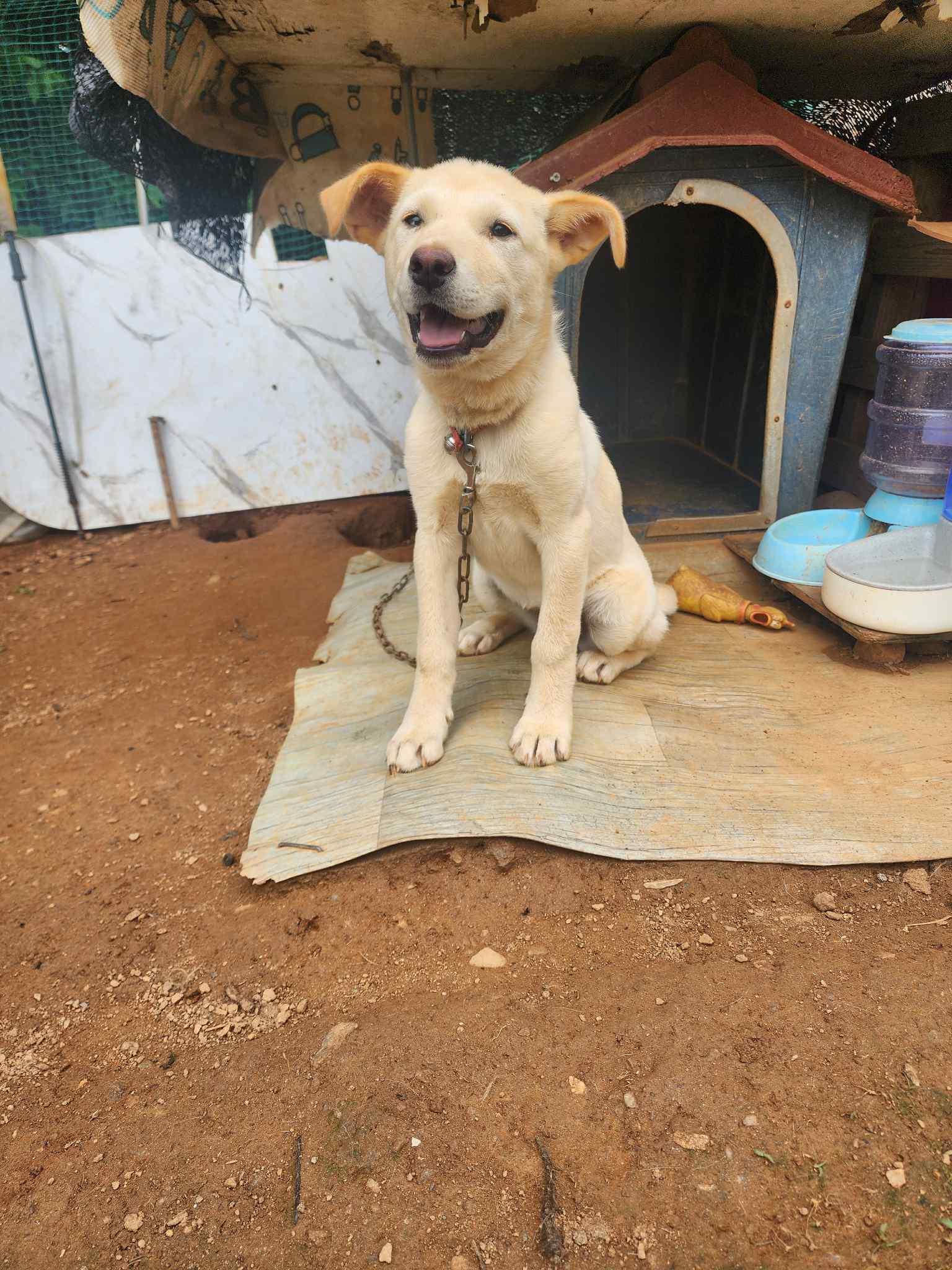 Soki, a Adoptable mixed breed in San Ramon, CA image 6/6