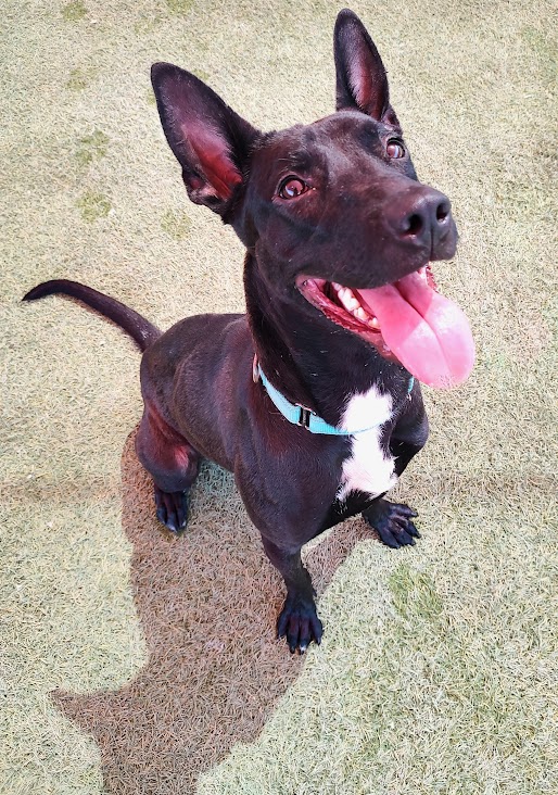 Xyla, Adult Female Black Labrador Retriever