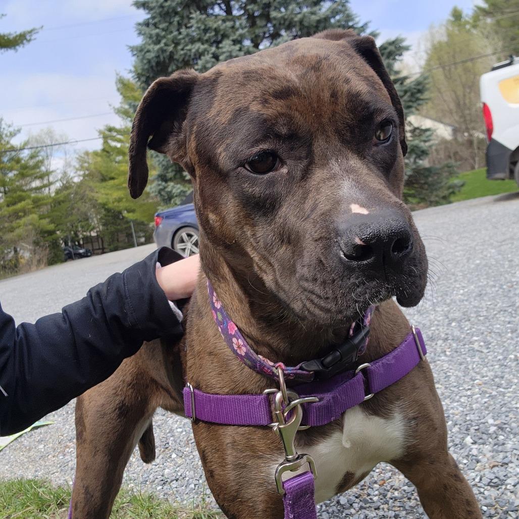Nova, Adoptable, Adult Female Mixed Breed & Catahoula Leopard Dog.