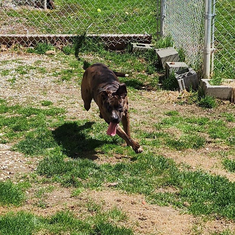 Enlarge Nova, a Adoptable mixed breed in Middlebury, VT image 2/6