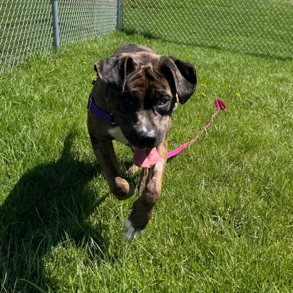 Enlarge Nova, a Adoptable mixed breed in Middlebury, VT image 3/6