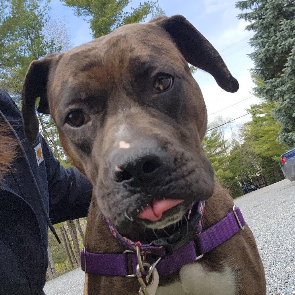 Enlarge Nova, a Adoptable mixed breed in Middlebury, VT image 4/6