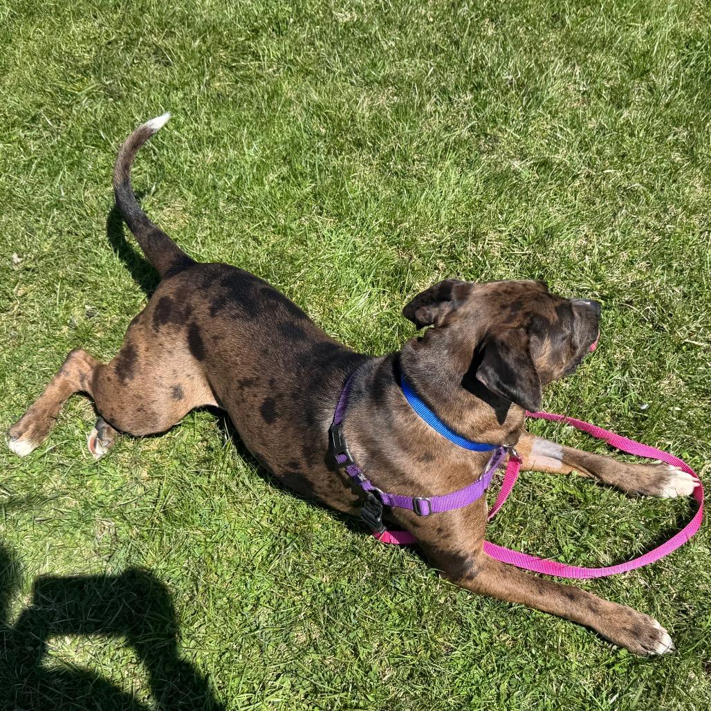 Enlarge Nova, a Adoptable mixed breed in Middlebury, VT image 5/6