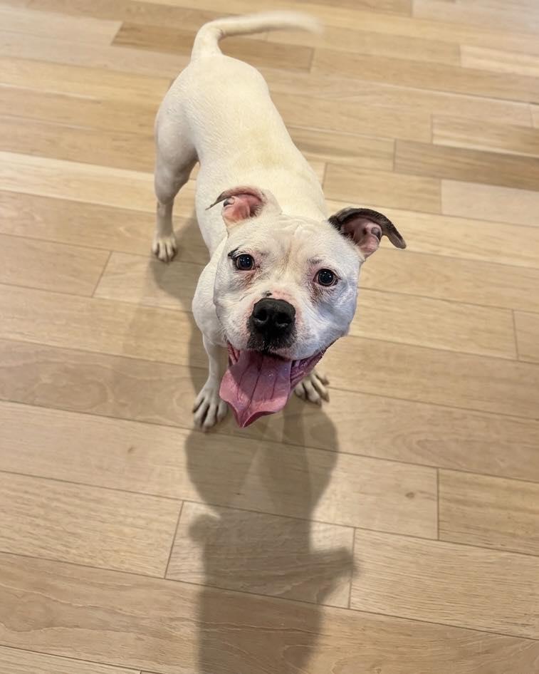 Enlarge Hope, a ADOPTABLE Mixed Breed in Ossining, NY image 1/1