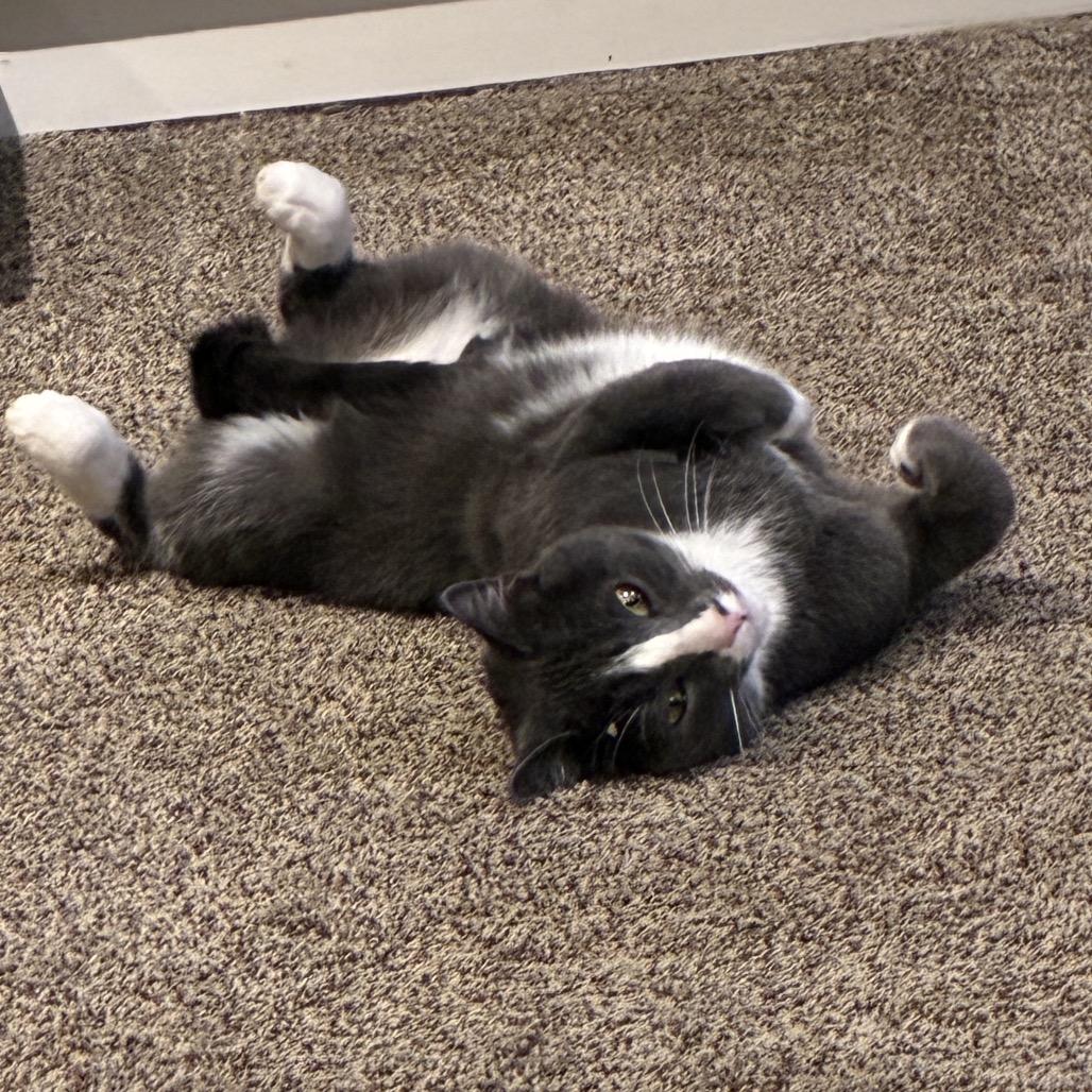 Enlarge Mick (Michelob), a Adoptable Domestic Medium Hair in Germantown, MD image 2/6