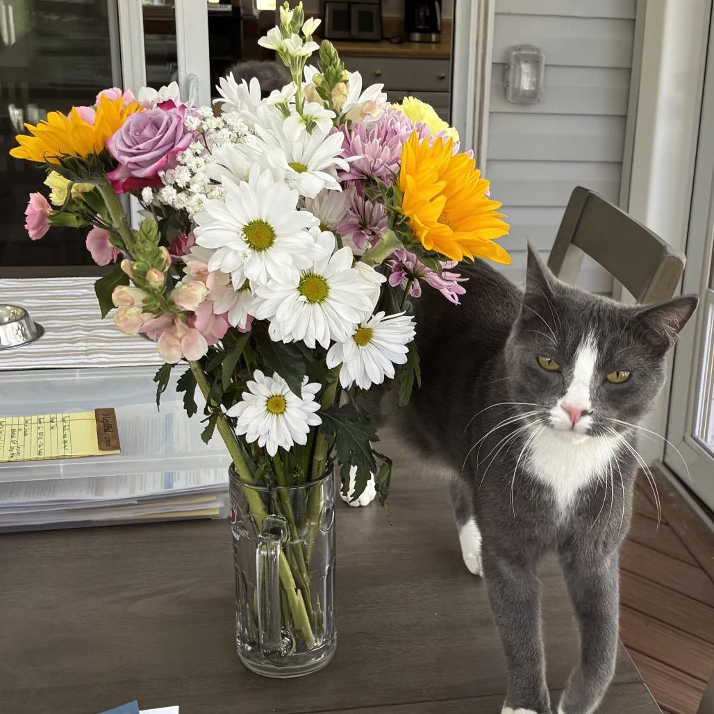 Enlarge Mick (Michelob), a Adoptable Domestic Medium Hair in Germantown, MD image 3/6