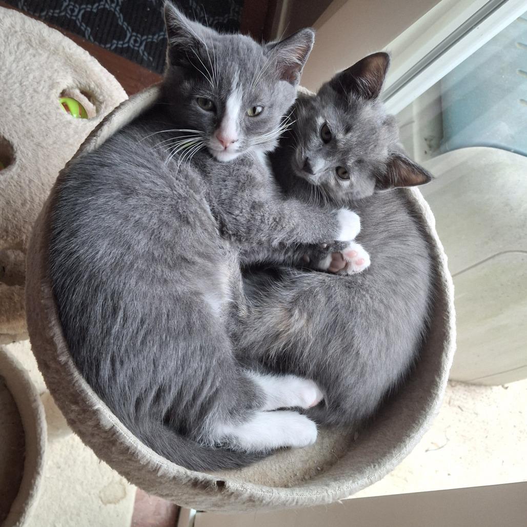 Enlarge Mick (Michelob), a Adoptable Domestic Medium Hair in Germantown, MD image 2/2