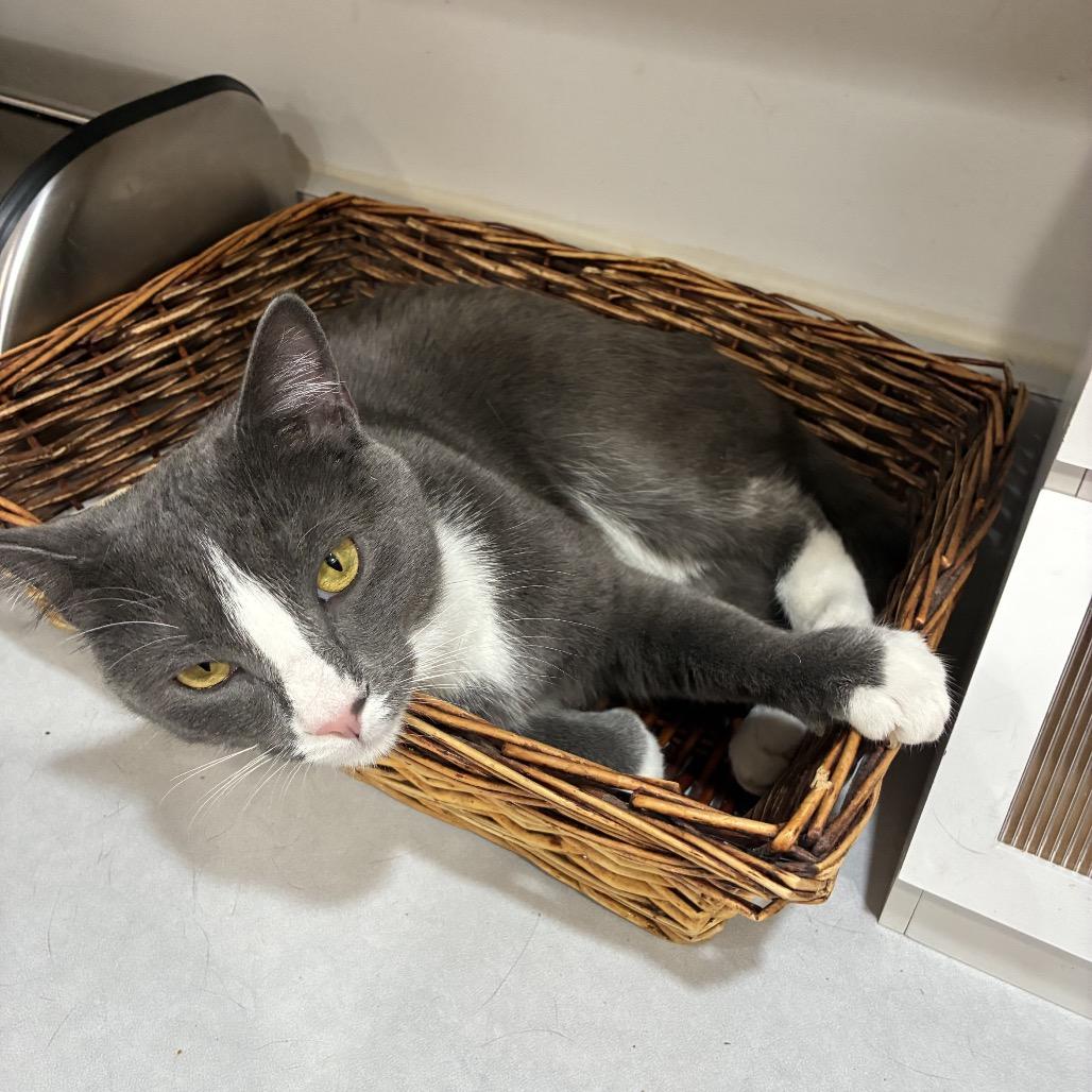 Enlarge Mick (Michelob), a Adoptable Domestic Medium Hair in Germantown, MD image 5/6